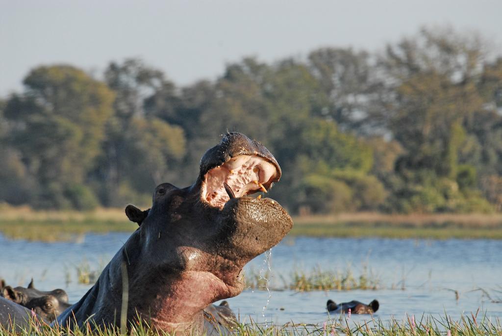 Divava Okavango Resort And Spa Bagani Exteriér fotografie